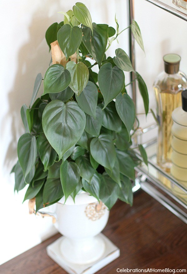 house plant philodendron