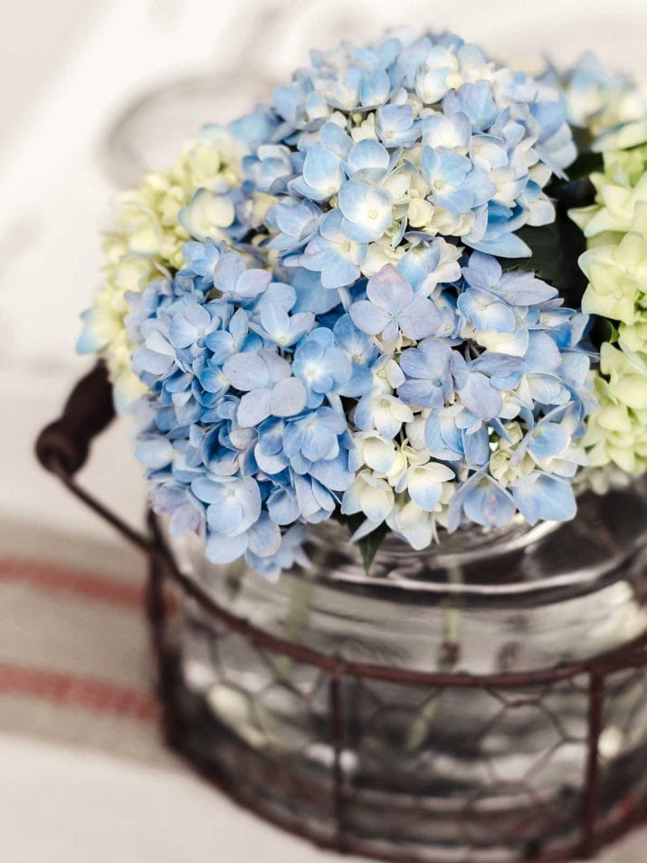blue hydrangeas in vintage style vase. 