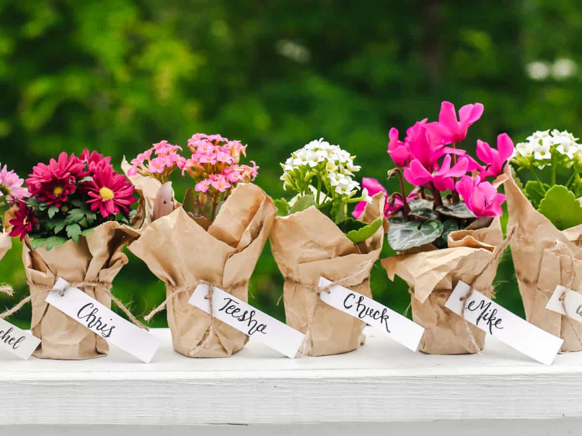 a row of small potted flowers with name tags tied on for party favors.