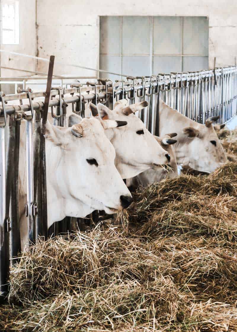 white cows in barn eating hay.