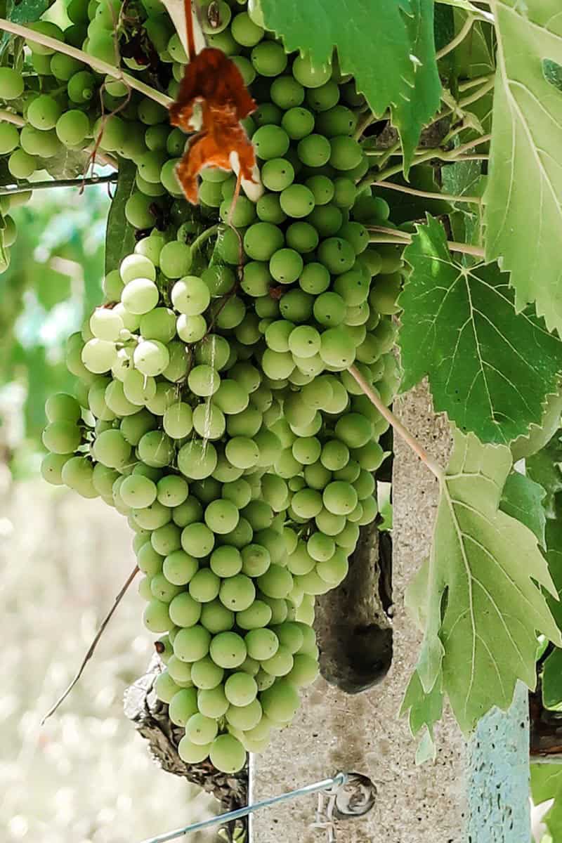 Green grapes hanging from vine.