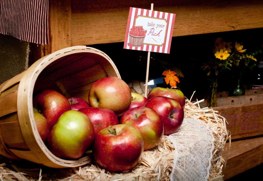 basket on its side with apples spilling out, placed on bale of hay.
