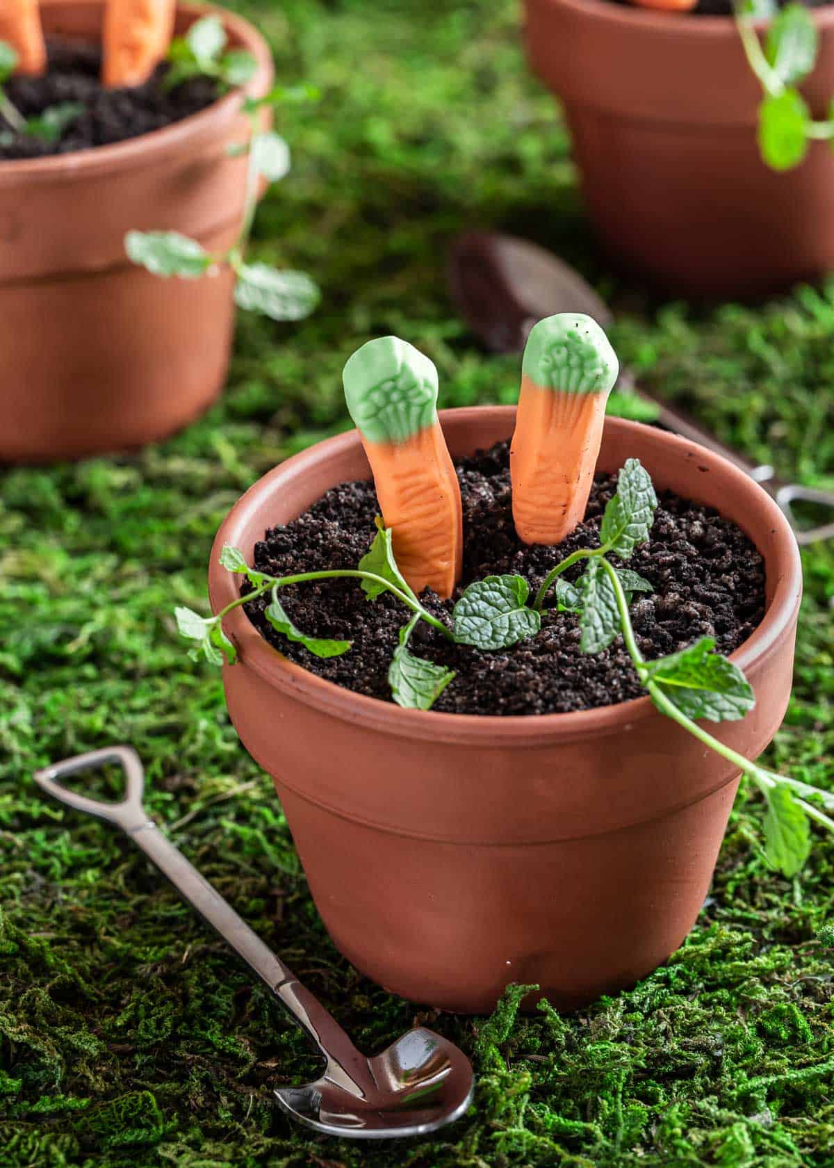 mini dirt cakes in terra cotta pots with candy carrots for decoration.