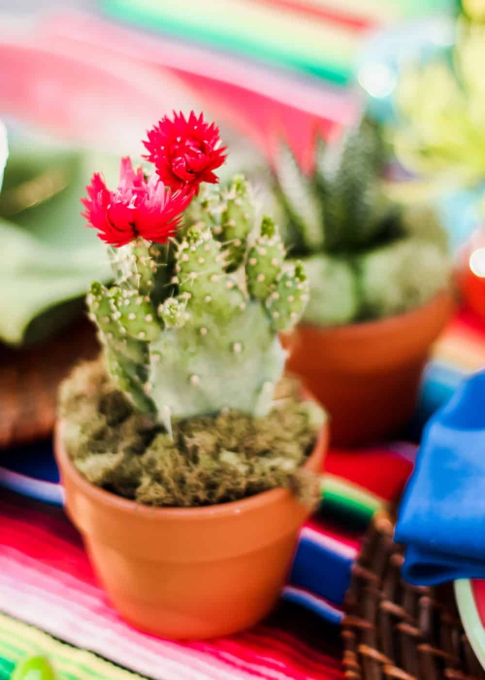 potted cactus in terracotta pot.